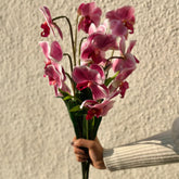 House Of Anantaa Flower Pink Orchid - Pink