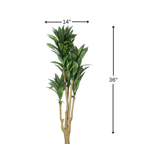 Dracaena Flower (Green)