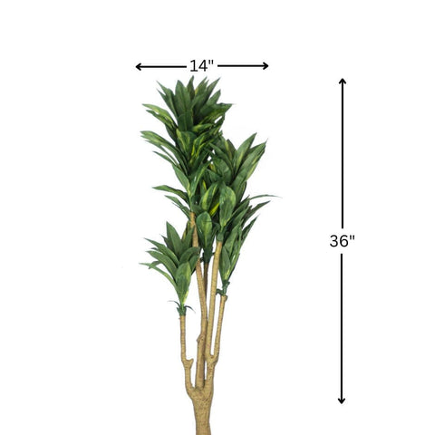 House Of Anantaa Flower Green Dracaena Flower (Green)