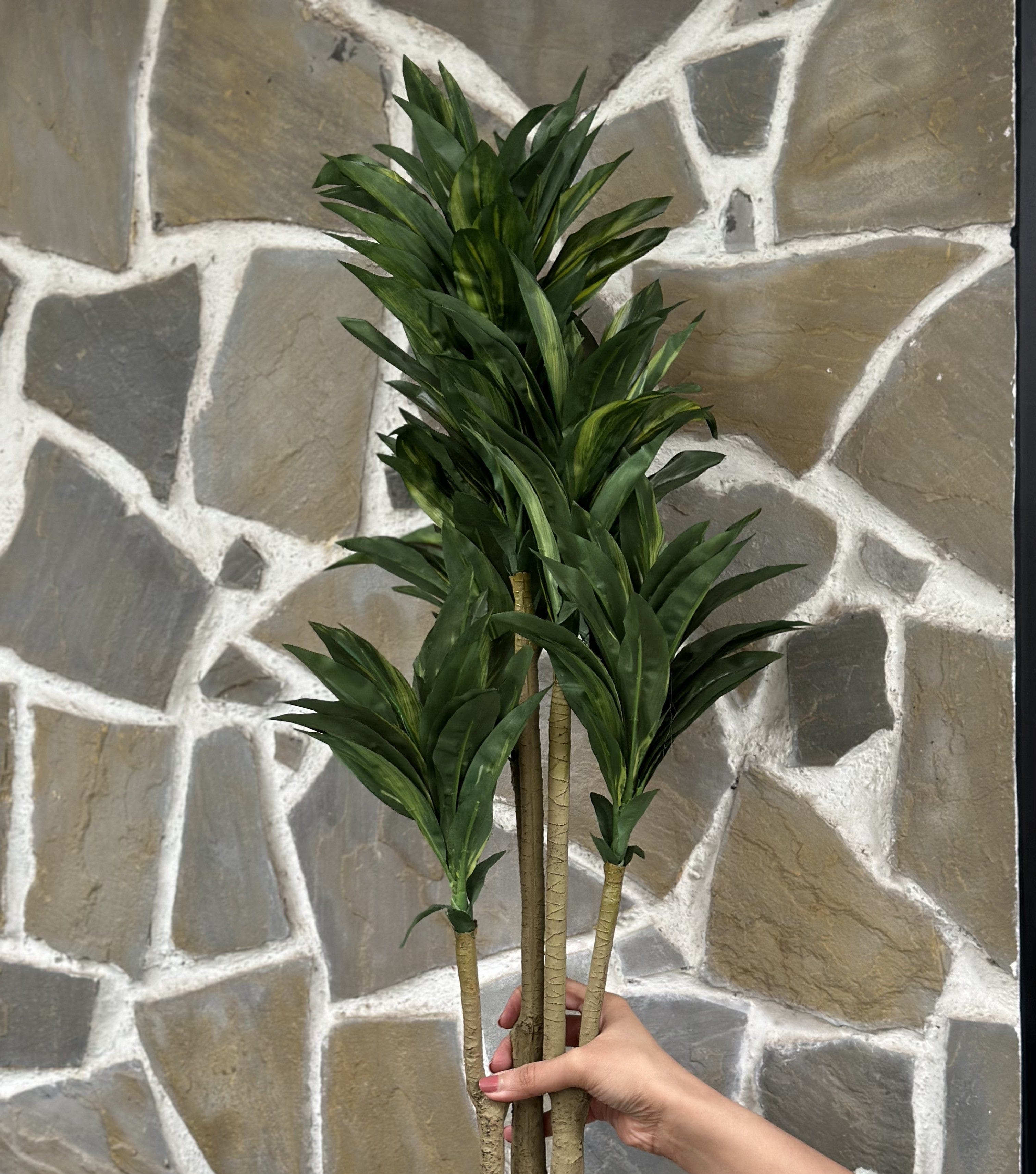 House Of Anantaa Flower Green Dracaena Flower (Green)