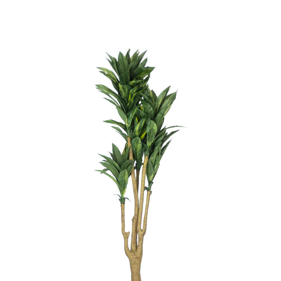 House Of Anantaa Flower Green Dracaena Flower (Green)
